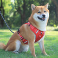 Dog walking kit harness leash collar