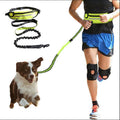 Hands-free bungee waist dog leash for running
